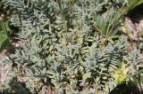 Teucrium capitatum. Побеги. Италия, Тоскана, Монте-Арджентарио. 11.04.2011.