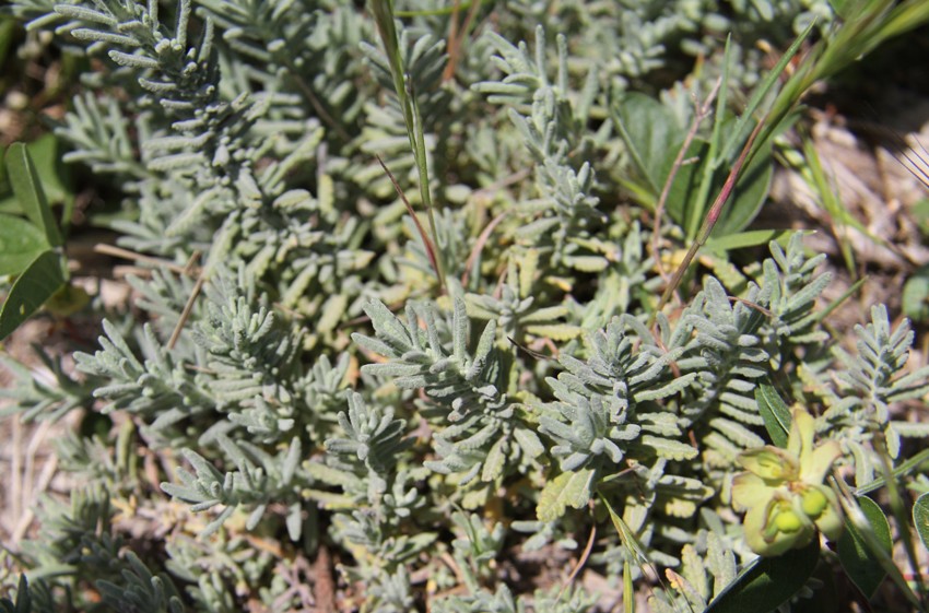 Image of Teucrium capitatum specimen.