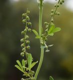 Melilotus sulcatus. Часть побега с соплодиями. Республика Кипр, г. Лимасол, огороженный земельный участок. 03.04.2026.