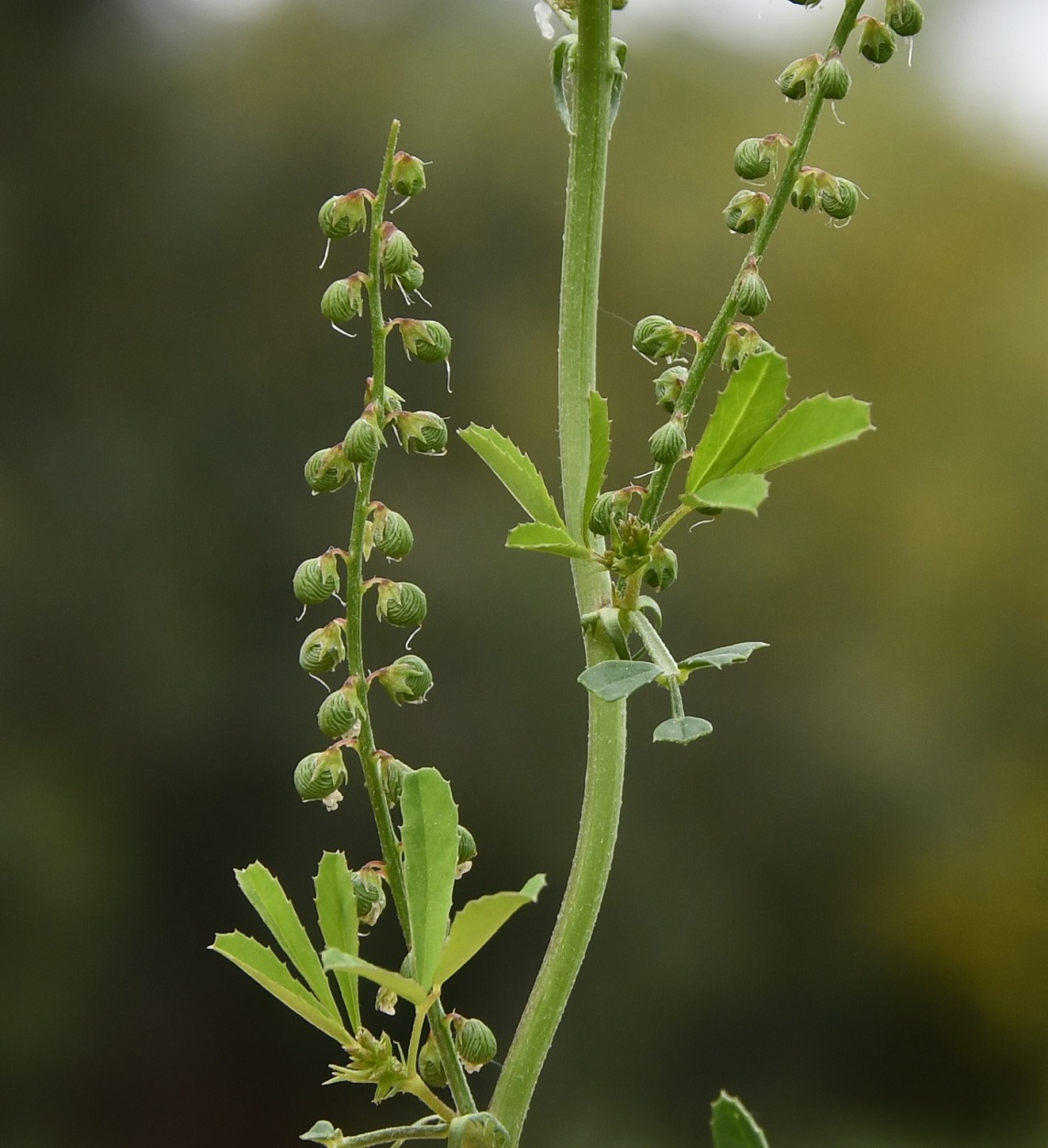 Image of Melilotus sulcatus specimen.