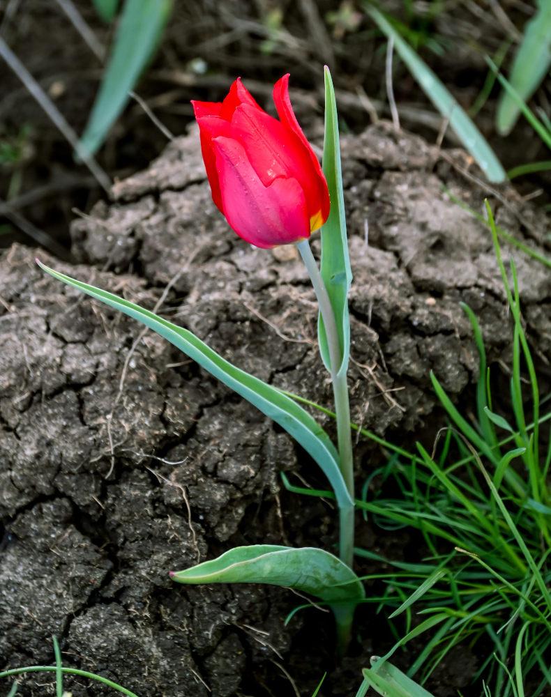 Image of Tulipa suaveolens specimen.