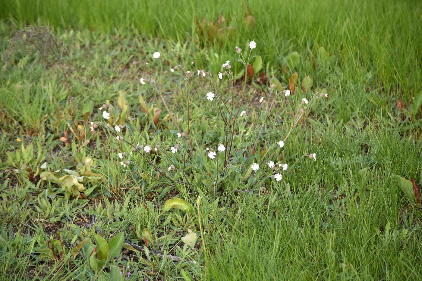 Изображение особи Melandrium astrachanicum.