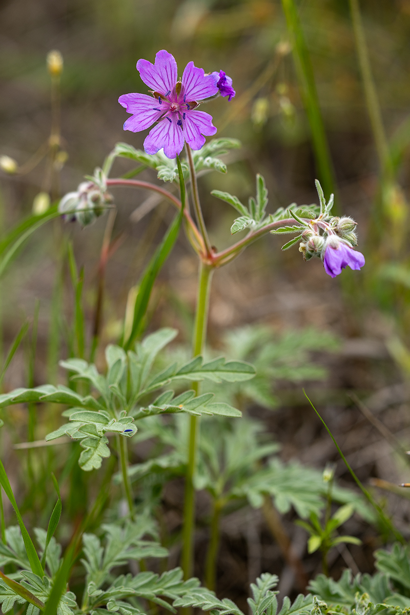 Image of Geranium tuberosum specimen.