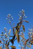 Amelanchier canadensis. Расцветающая веточка. Санкт-Петербург, Кировский р-н, озеленение бульвара. 08.05.2026.