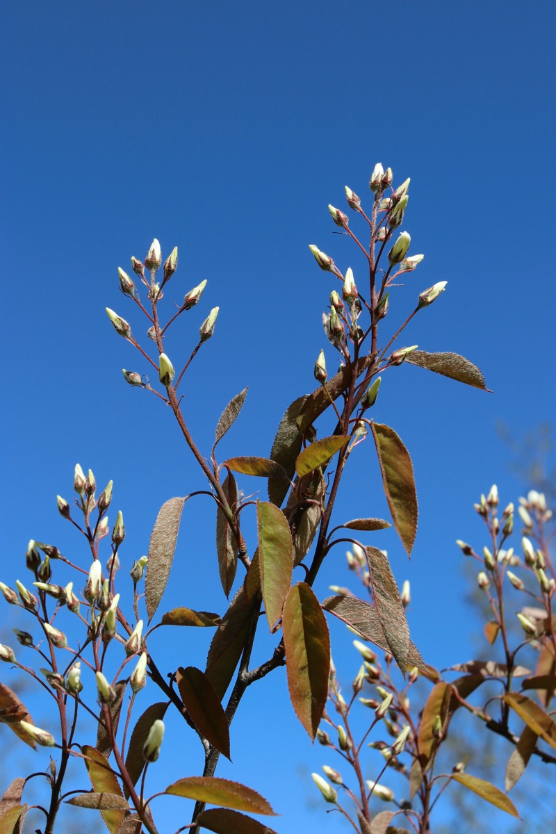 Image of Amelanchier canadensis specimen.
