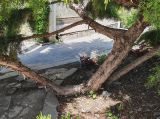 Juniperus × pfitzeriana. Нижяя часть растения. Волгоград, Волгоградский региональный ботанический сад. 23.05.2026.