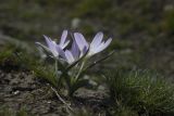 Bulbocodium versicolor. Цветущее растение. Окр. г. Волгограда, балка Отрада, полынно-злаковая степь на солонцовой почве. 28.03.2026.