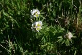 род Anemonastrum