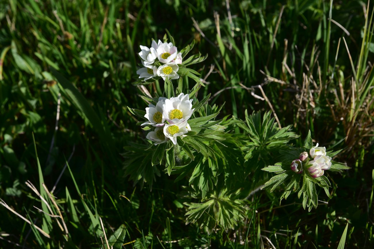 Image of Anemonastrum fasciculatum specimen.