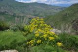 семейство Apiaceae. Цветущие растения. Грузия, край Самцхе-Джавахети, Аспиндзский муниципалитет, самый край Ахалкалакского плоскогорья, окр. с. Саро, выс. ок. 1450 м н.у.м., луг. 8 июня 2026 г.