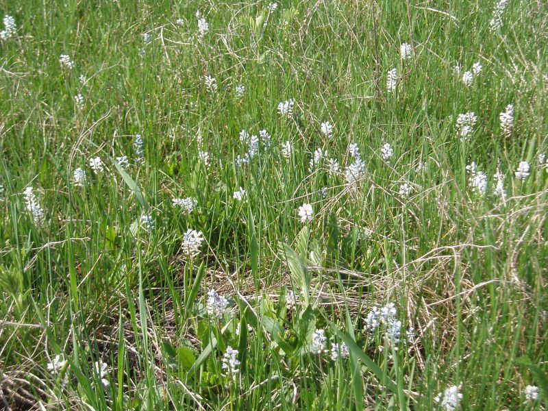 Изображение особи Hyacinthella leucophaea.