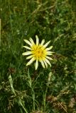 genus Tragopogon