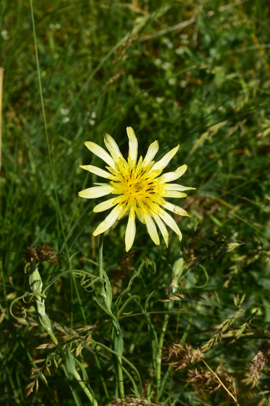 Image of genus Tragopogon specimen.