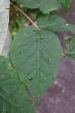Смотреть изображение Aralia elata