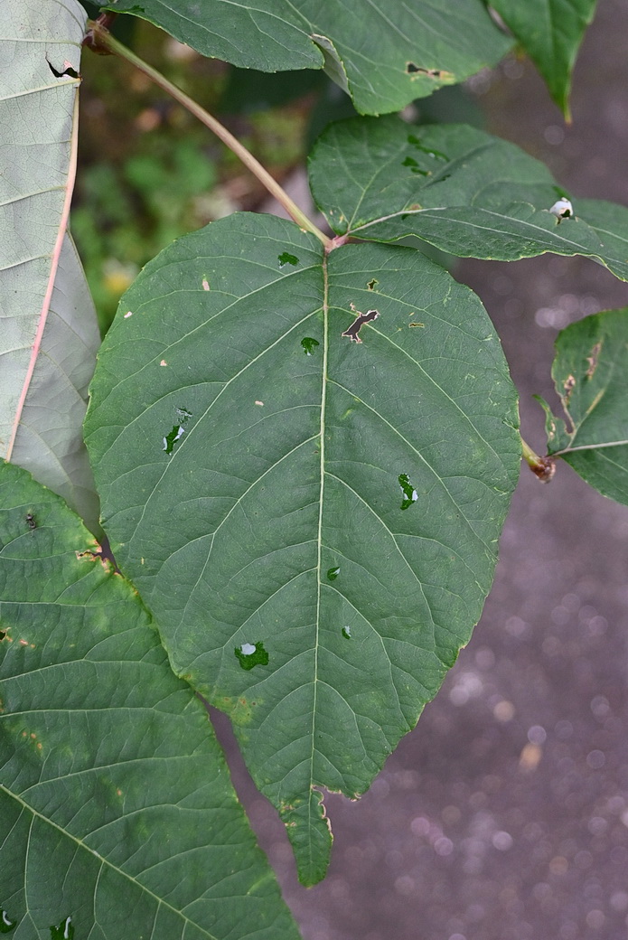 Изображение особи Aralia elata.