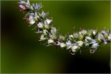 Veronica longifolia. Созревающее соплодие. Московская обл., Раменский р-н, окр. дер. Хрипань, садовый участок. 04.08.2026.
