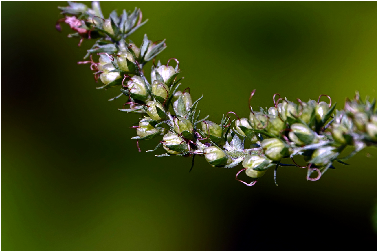 Image of Veronica longifolia specimen.