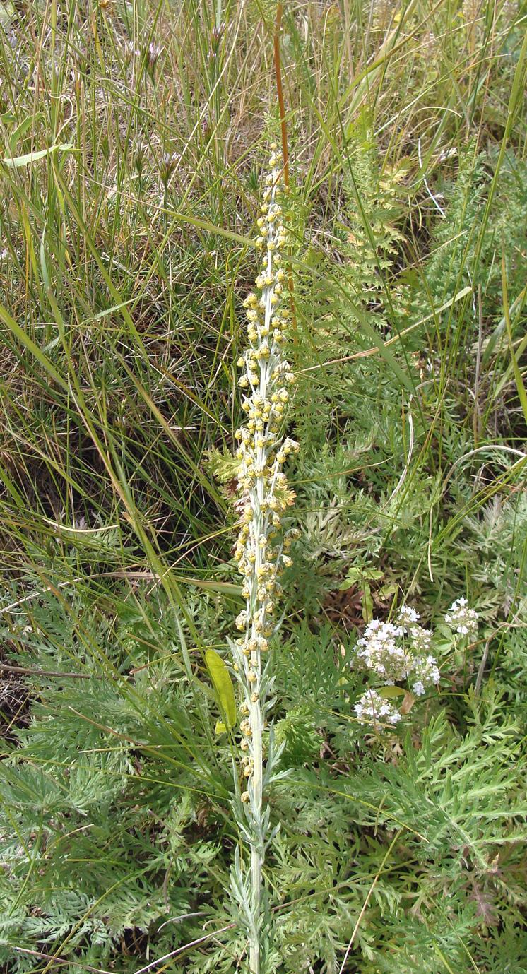 Image of genus Artemisia specimen.