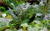 Brassica oleracea