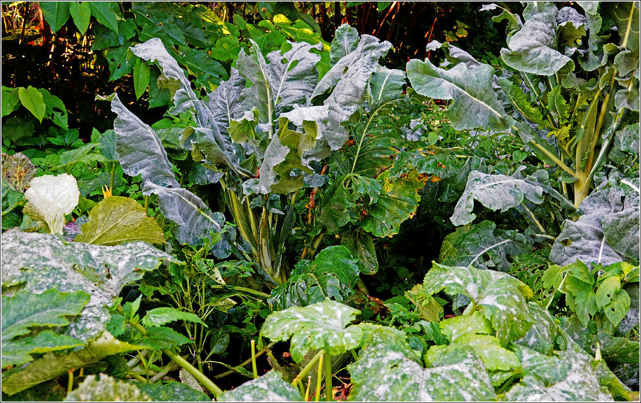 Изображение особи Brassica oleracea.