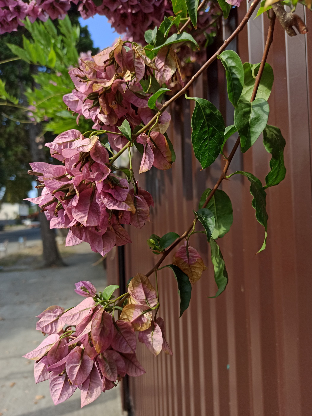 Image of genus Bougainvillea specimen.