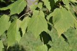 Acer spicatum. Листья. Санкт-Петербург, Ботанический сад Петра Великого, дендрарий. 27.08.2026.