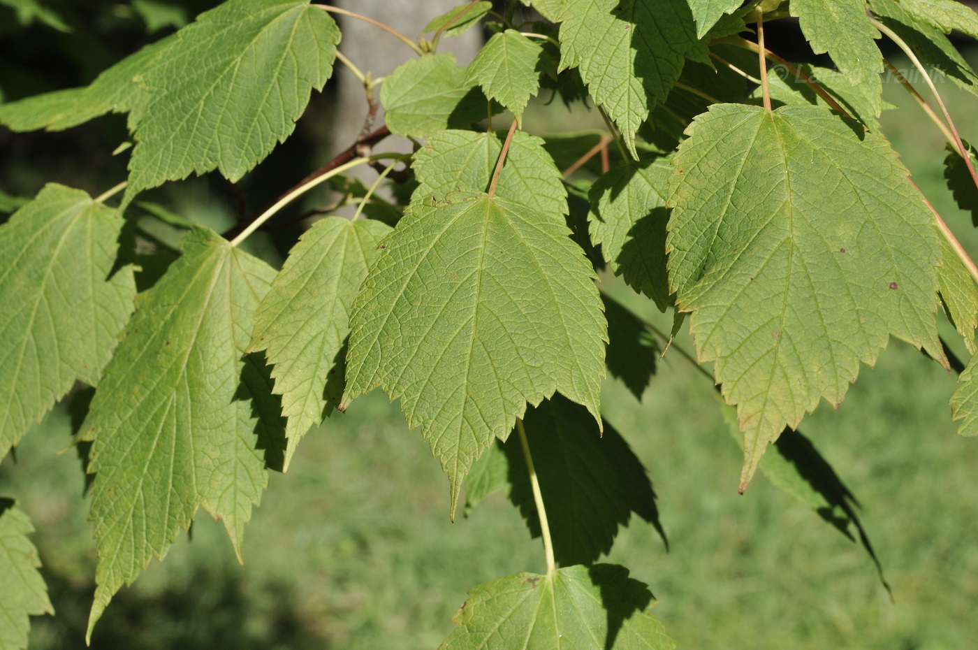 Изображение особи Acer spicatum.