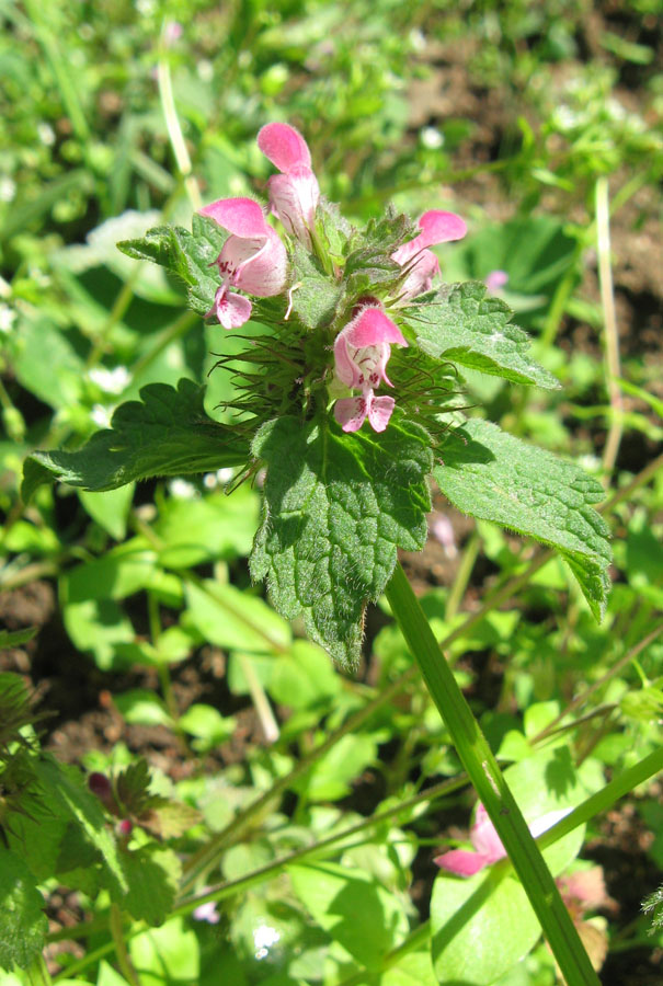 Изображение особи Lamium purpureum.