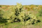 Salsola dendroides. Плодоносящее растение в степном растительном сообществе (прорастающие Poaceae sp., плодоносящие Amaranthus blitoides., Alhagi pseudalhagi, Anabasis aphylla). Астраханская обл., Наримановский р-н, окр. с. Николаевка. 06.10.2026.