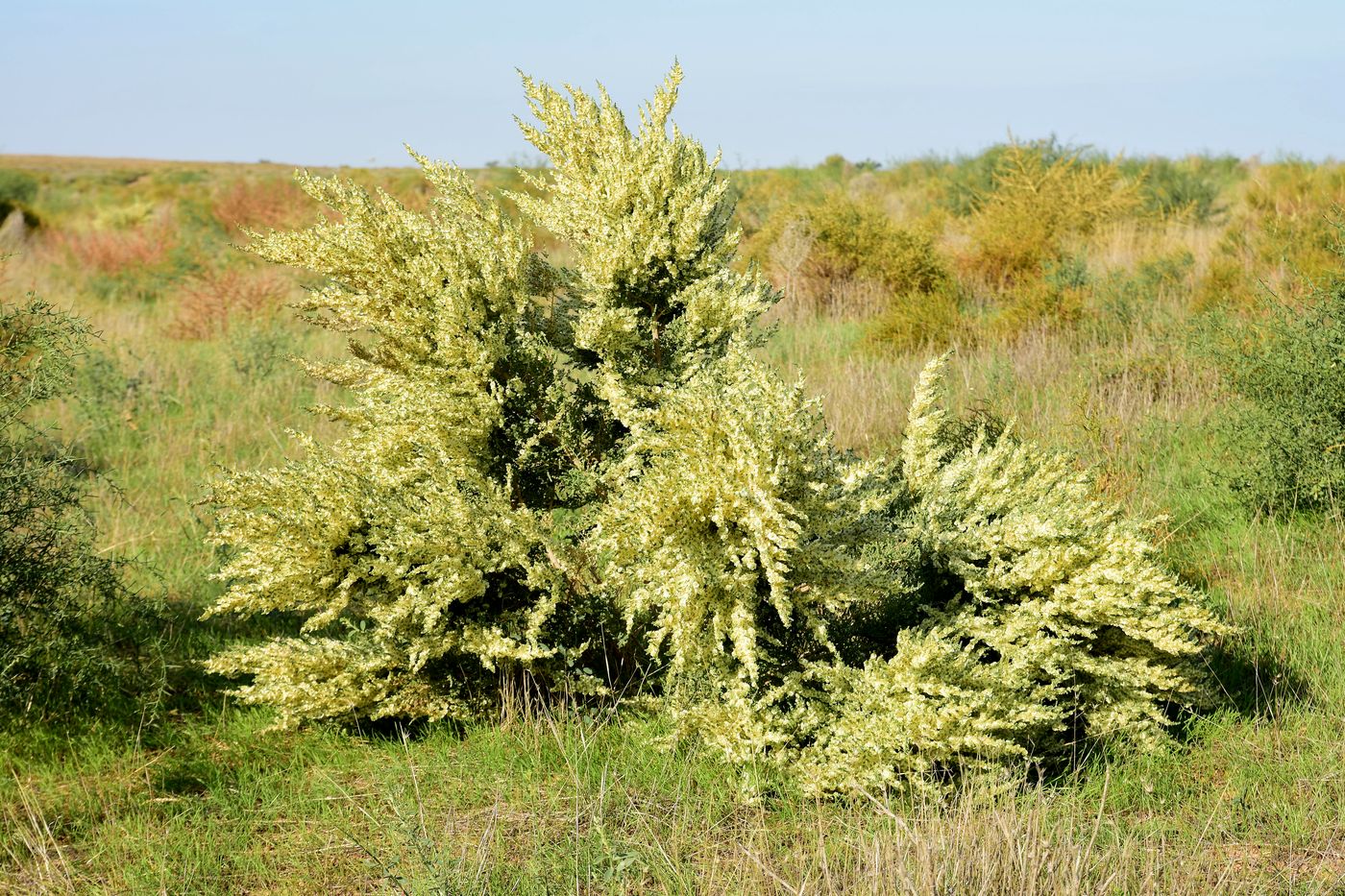 Image of Salsola dendroides specimen.
