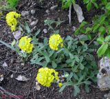 Alyssum calycocarpum