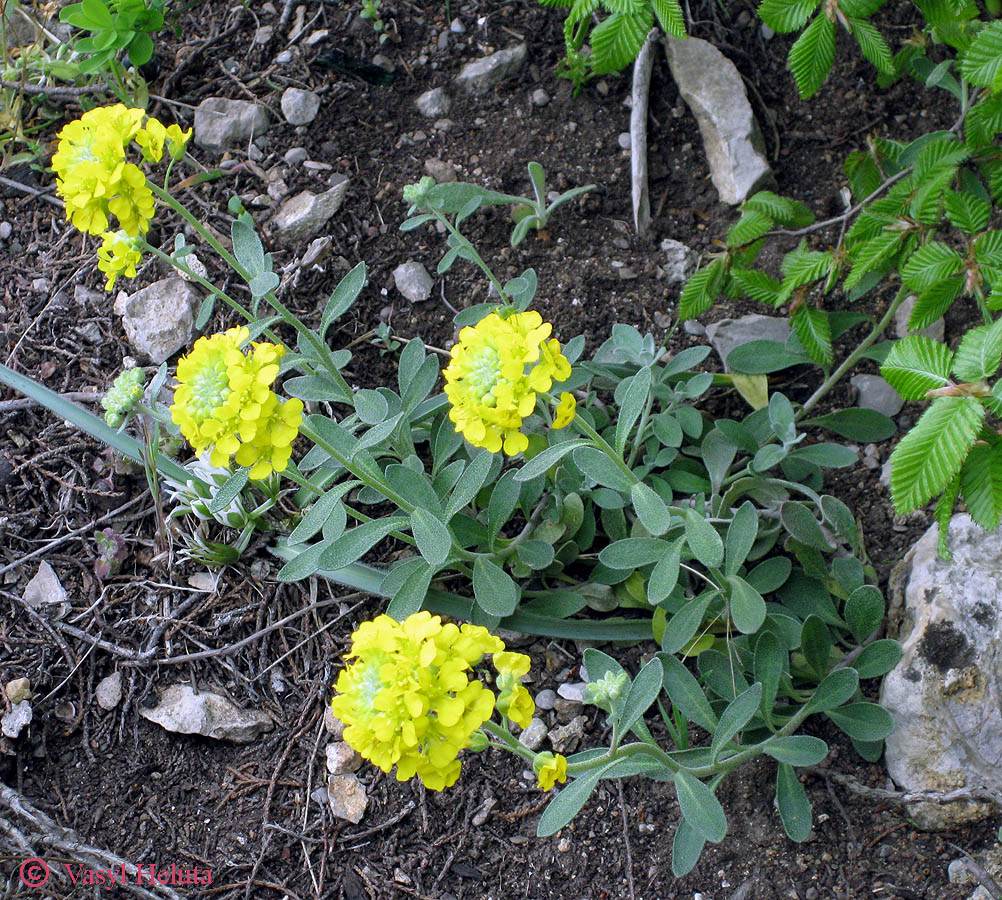 Image of Alyssum calycocarpum specimen.