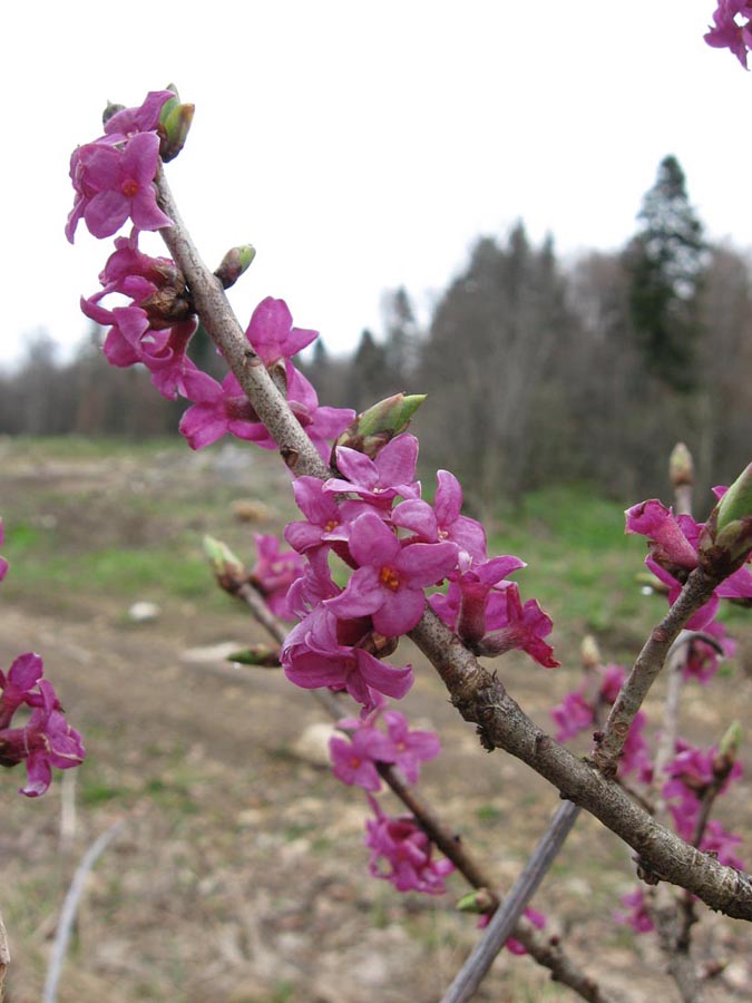 Изображение особи Daphne mezereum.