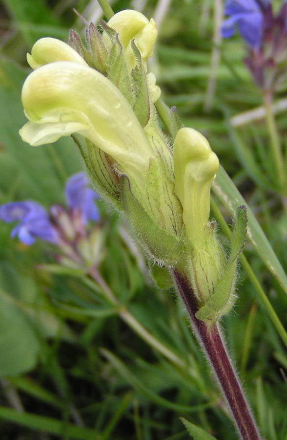 Image of Pedicularis tristis specimen.