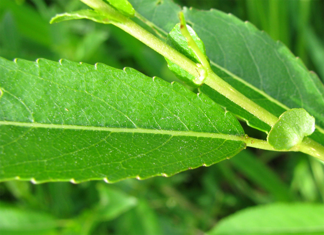 Image of Salix triandra specimen.