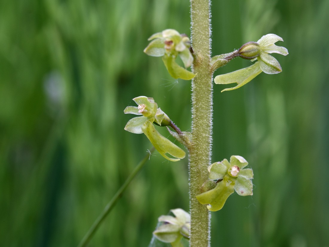 Изображение особи Listera ovata.