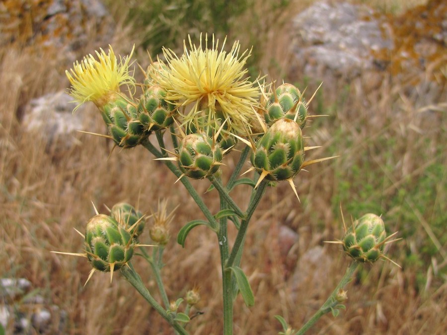 Изображение особи Centaurea salonitana.