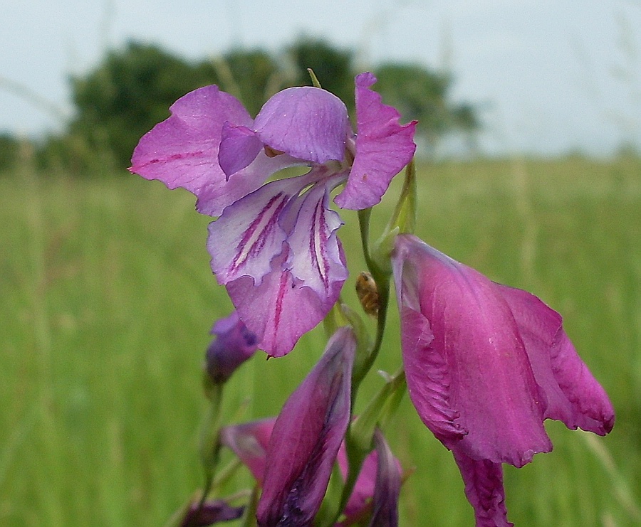 Изображение особи Gladiolus imbricatus.