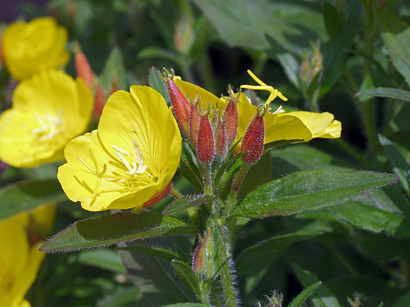 Изображение особи Oenothera pilosella.