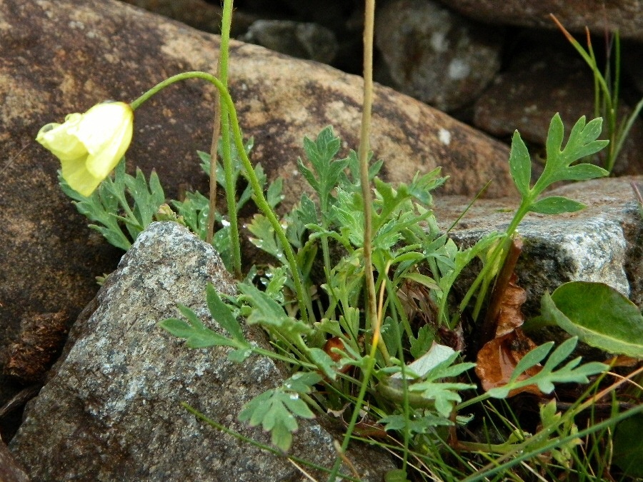 Изображение особи род Papaver.