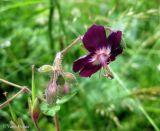 Geranium phaeum. Цветок, бутоны и незрелые плоды. Украина, Ивано-Франковская обл., Надворнянский р-н, с. Максимец, луг. 20 июня 2011 г.