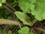 Arctium tomentosum. Отрастающие молодые листья; видно опушение верхней части листовой пластинки, исчезающее у взрослых листьев. Испания, Страна Басков, Арратия, горный перевал Барасар, обочина грунтовой лесной дороги. Август 2011 г.