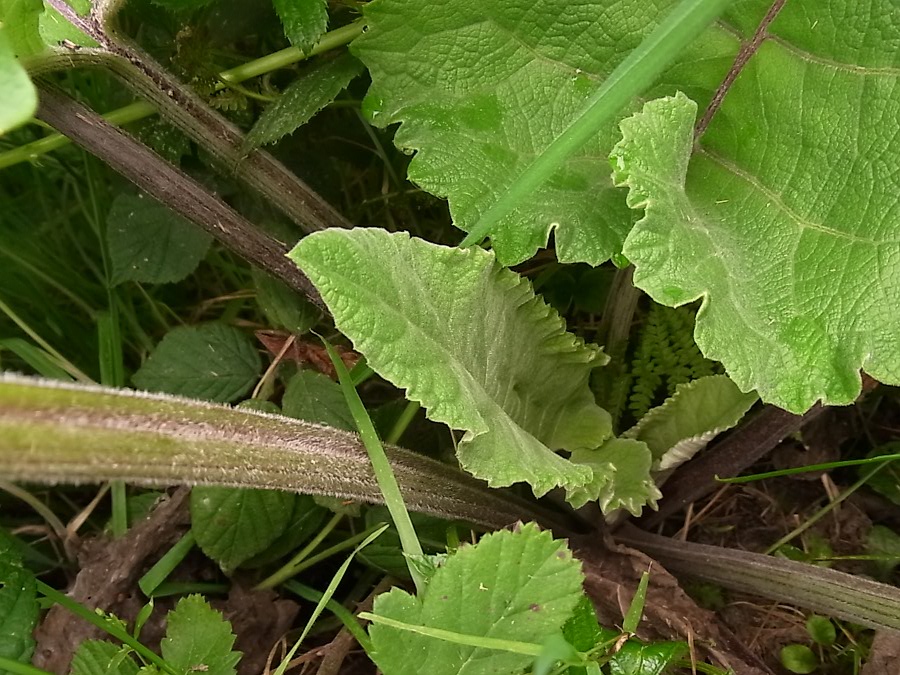 Изображение особи Arctium tomentosum.