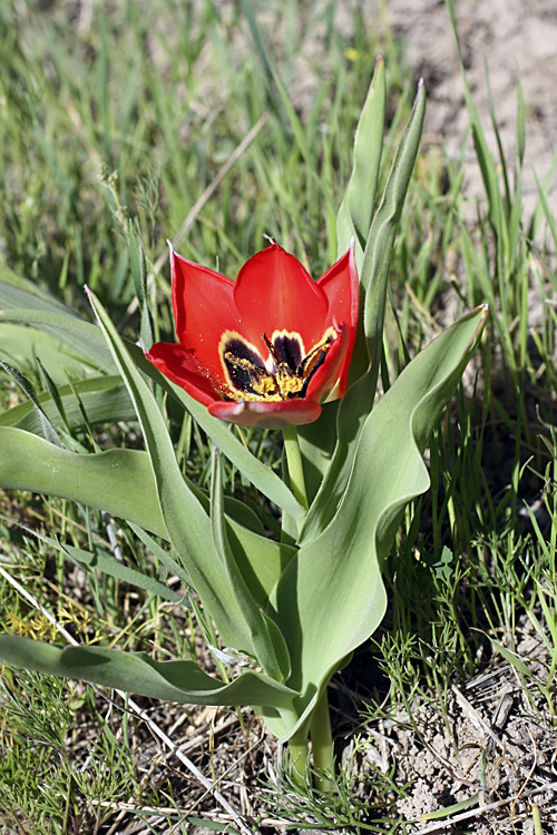 Image of Tulipa lanata specimen.