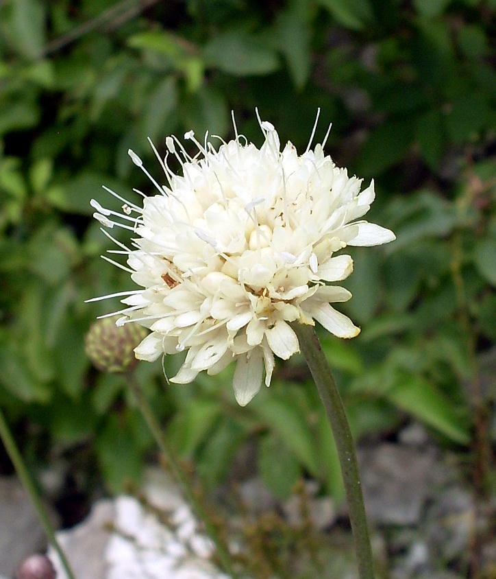 Изображение особи Cephalaria uralensis.