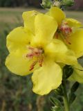 Verbascum × bastardii