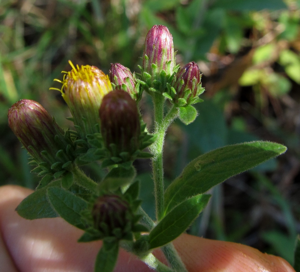 Изображение особи Inula conyza.