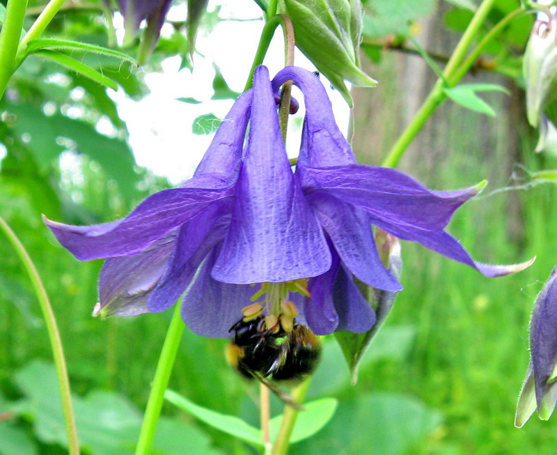 Image of Aquilegia vulgaris specimen.