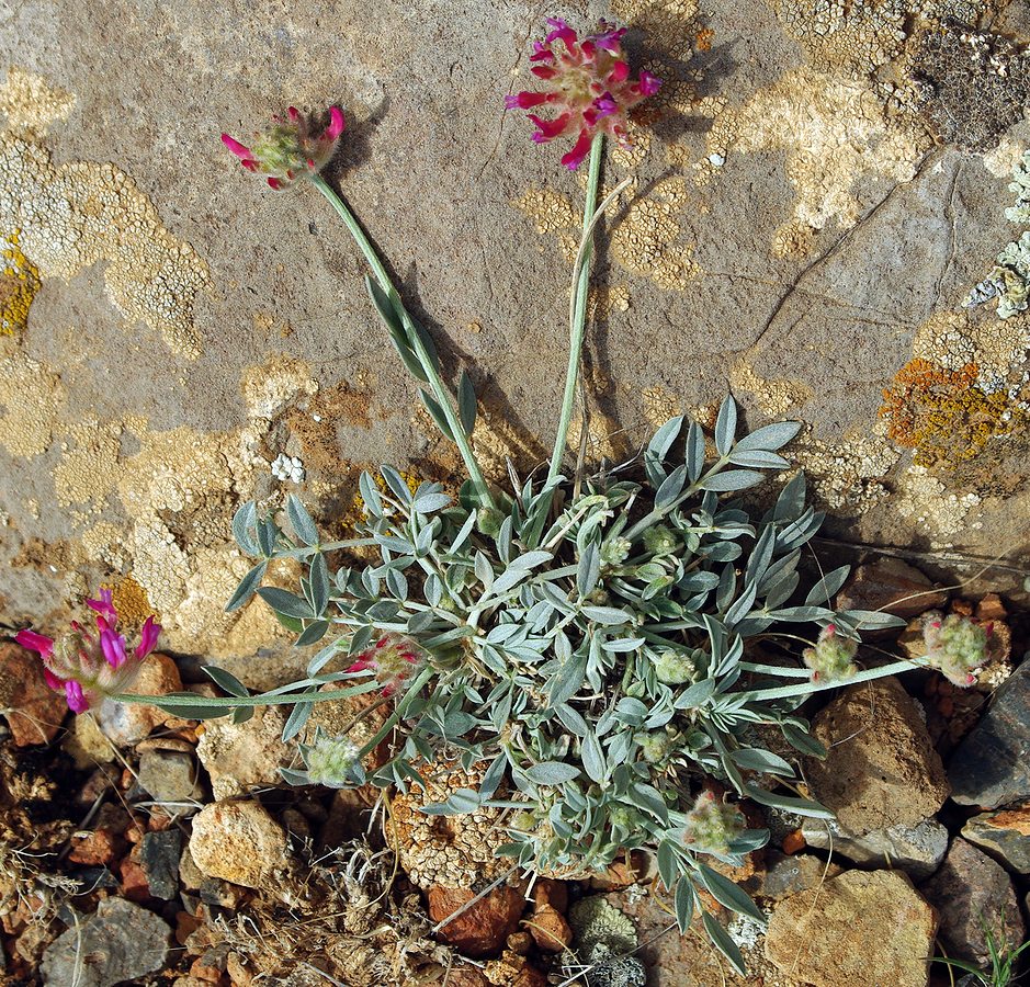 Изображение особи Astragalus schrenkianus.