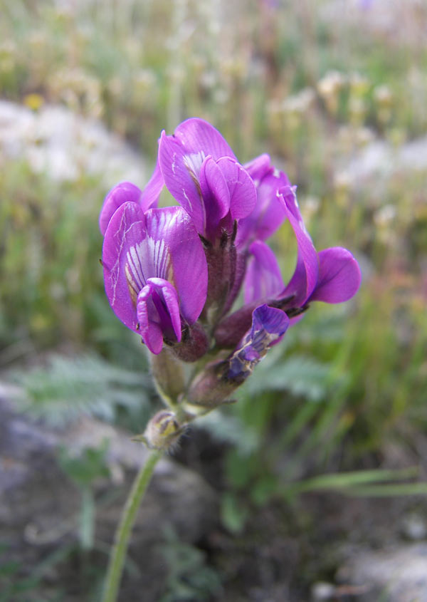 Изображение особи Oxytropis owerinii.